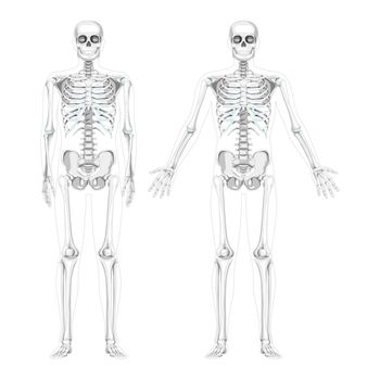 Set of Skeleton Humans realistic diagram front view different hands pose. Flat grey scale colour Vector illustration