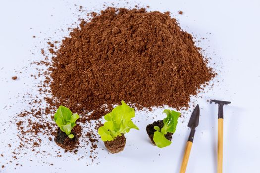 Seedling of lettuce and iceberg near a pile of peat on a white background with garden tools.
