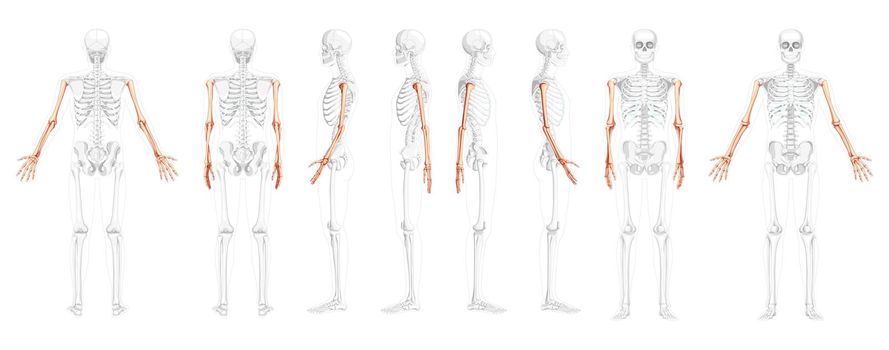 Set of Skeleton Arms Human front back side view with partly transparent bones position. Hands, forearms realistic flat