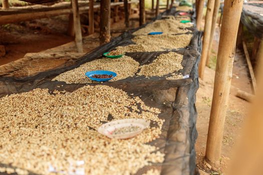 Close up of drying tabels at coffee washing station