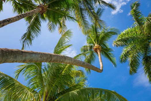 Tropical paradise: idyllic caribbean palm trees with sunbeam in Punta Cana