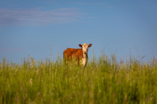 Single cow in southern Brazil countryside looking at camera