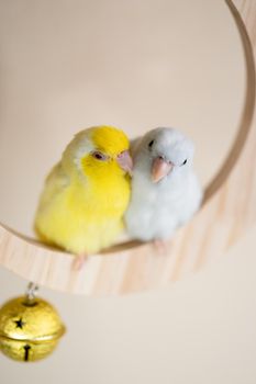 Couple Forpus, little tiny parrots bird perched on a mini crescent moon wooden swing.