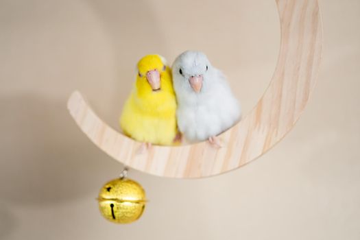 Couple Forpus, little tiny parrots bird perched on a mini crescent moon wooden swing.