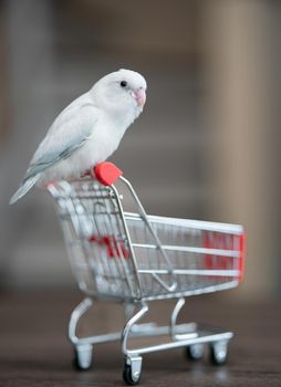 Tiny white parrot parakeet Forpus bird on little shopping cart.