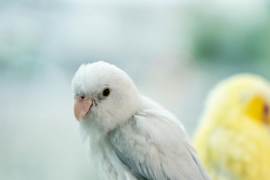 Couple Forpus, little tiny parrots bird on a wooden perch.