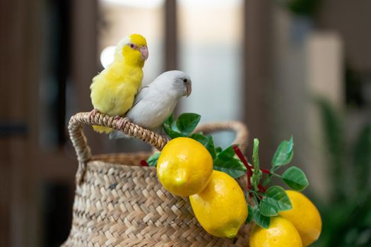 Couple Forpus little tiny Parrots bird is perched on the wicker basket and artificial lemon.