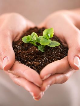 Hands holding a plant, growth and life for green business, care for nature and support from above. Closeup of soil, dirt and earth with a budding, growing and small sapling being nurtured in spring