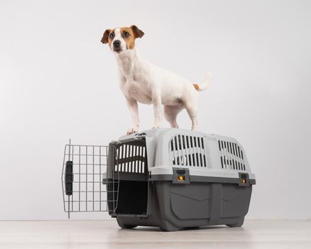 Jack Russell Terrier dog stands on a travel box.