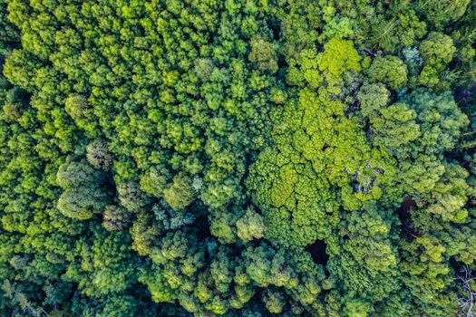 Come get lost in the beauty of it all. High angle shot of a beautiful green and lush forest.