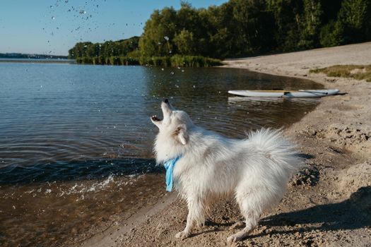 Snow-White Dog Breed Japanese Spitz Playing with Water Drops on the City Beach
