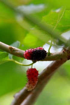 blackberry fruit in plantation