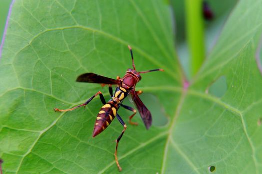 wasp in a garden in the city of salvador