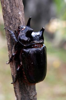 rhinoceros beetle beetle