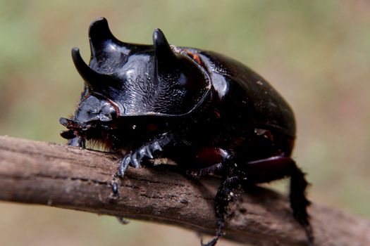 rhinoceros beetle beetle