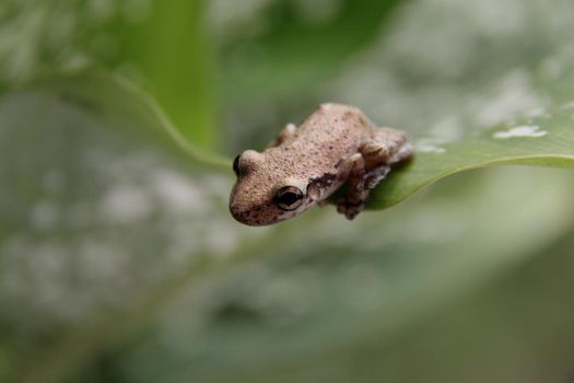 garden plant leaf frog