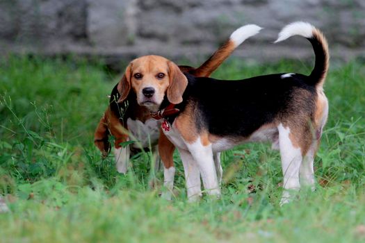 conde, bahia / brazil - december 23, 2013: Beagle dog breed is seen in the backyard of home in Conde city. Midsize and docile animal, commonly used in research.

