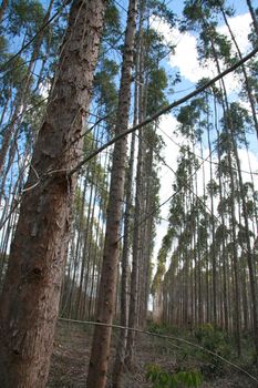 eucalyptus plantation in southern bahia