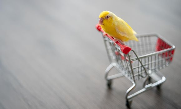 Tiny yellow parrot parakeet Forpus bird on little shopping cart.