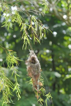 a bird nest in nature close up