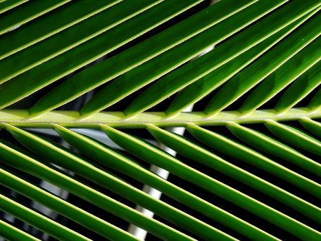 coconut palm straw