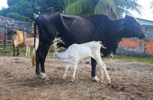 calf suckling on cow