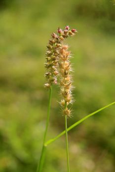 plant tick grass - Cenchrus echinatus