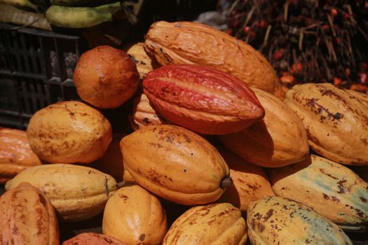 cocoa fruit for sale at fair