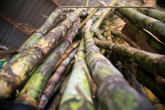 sugar cane for sale at fair