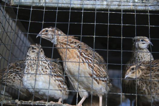quail bird in cage