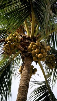 coconut planting in salvador