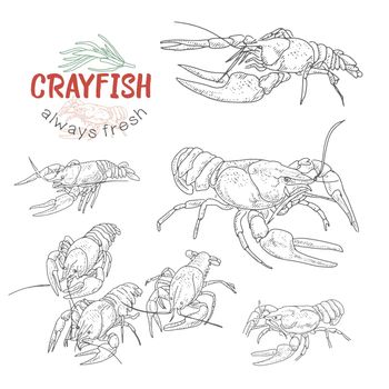 Crayfish vector set.
