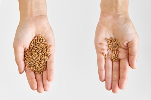 Person hold microgreen seeds wheat in palms against white background