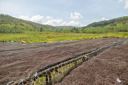 Coffee beans drying in the sun at coffee farm outdoors