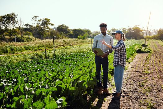 Farmers using a digital tablet while talking in an organic vegetable garden. Farm workers in a nursery tracking produce growth online. Entrepreneurs planning harvest together on agricultural land