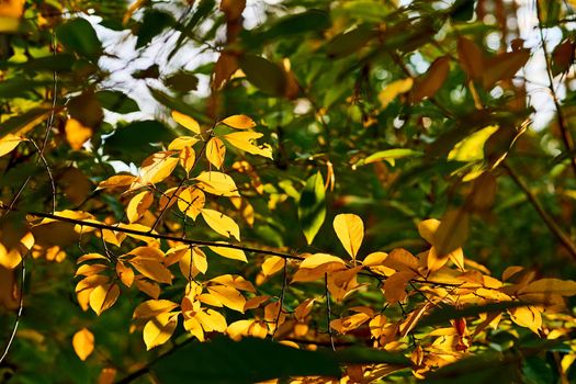Golden warm gentle colors of autumn.Tree branch with orange yellow leaves