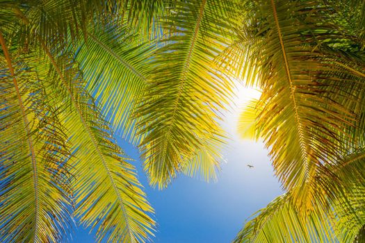 Tropical paradise: idyllic caribbean palm trees with sunbeam in Punta Cana