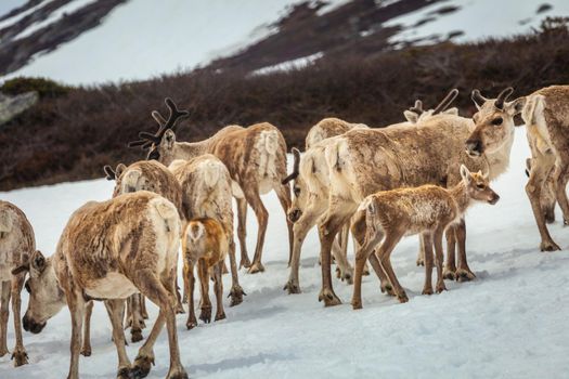 Group of young reindeers caribou in Norway tundra, Scandinavia
