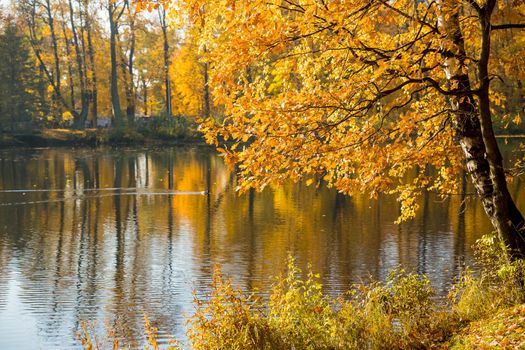 Autumn Landscape. bright colors of autumn in the park by the lake.colorful leaves on trees, morning at river after rainy night. Picturesque autumn landscape of river and bright trees and bushes