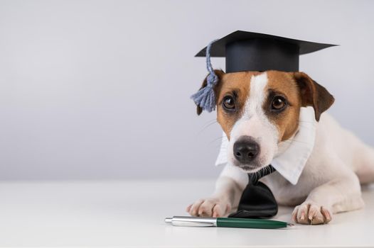 Jack Russell Terrier dog in a tie and academic cap sits on a white table.