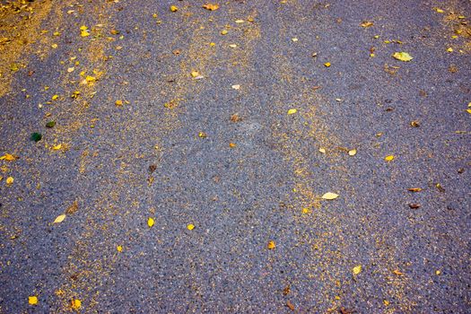 autumn yellow leaves on the surface kmenistoy
