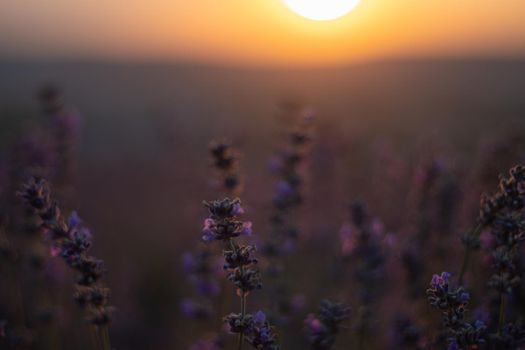Beautiful sunset in the lavender fields