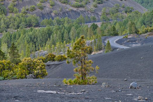 The Cumbre Nueva in La Palma. Beautiful lava landscape on the Cumbre Nueva in La Palma.