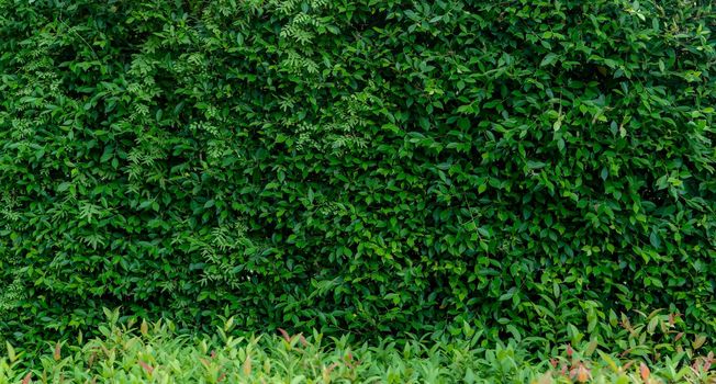 Small green leaves in hedge wall texture background. Closeup green hedge plant in garden. Eco evergreen hedge wall. Natural backdrop. Beauty in nature. Green leaves with natural pattern wallpaper.