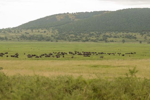 Herd of wild buffaloes grazing on a green field