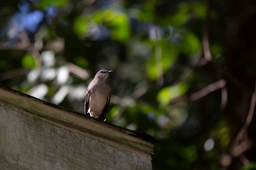 Curious Northern Mockingbird