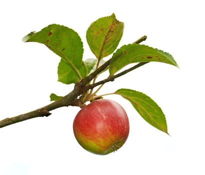 Red apples on apple tree branch. A photo of Red apples on apple tree branch.