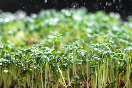 Close-up microgreens are watered on top of the water. Healthy eating