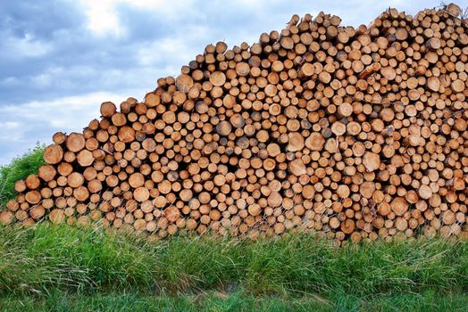 Woodpile - Lumber Industry. Lumber industry - lot of woodpiles.