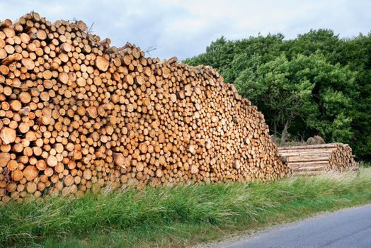 Woodpile - Lumber Industry. Lumber industry - lot of woodpiles.